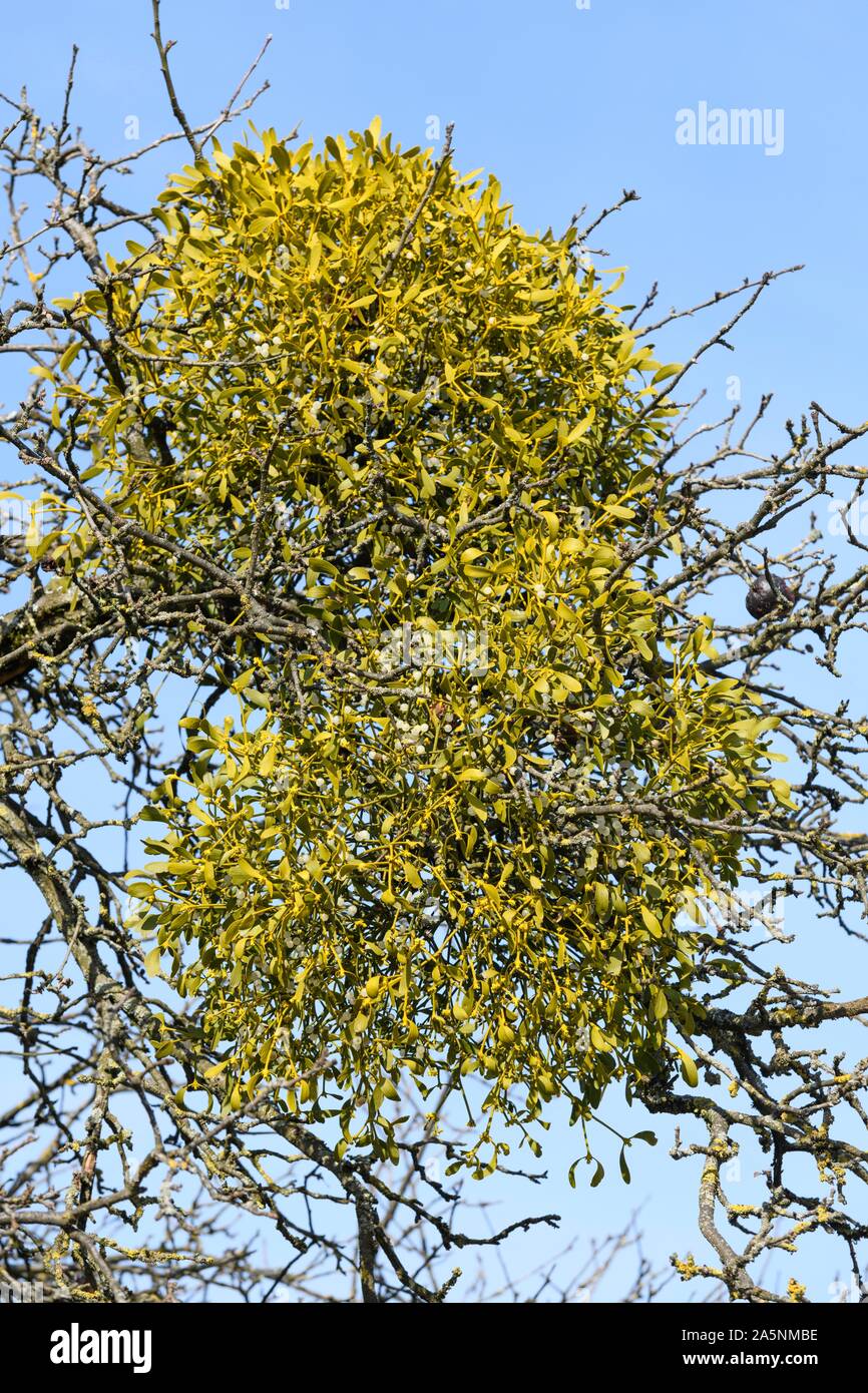 Mistel (Viscum album) für Obst Baum, Baden-Württemberg, Deutschland Stockfoto