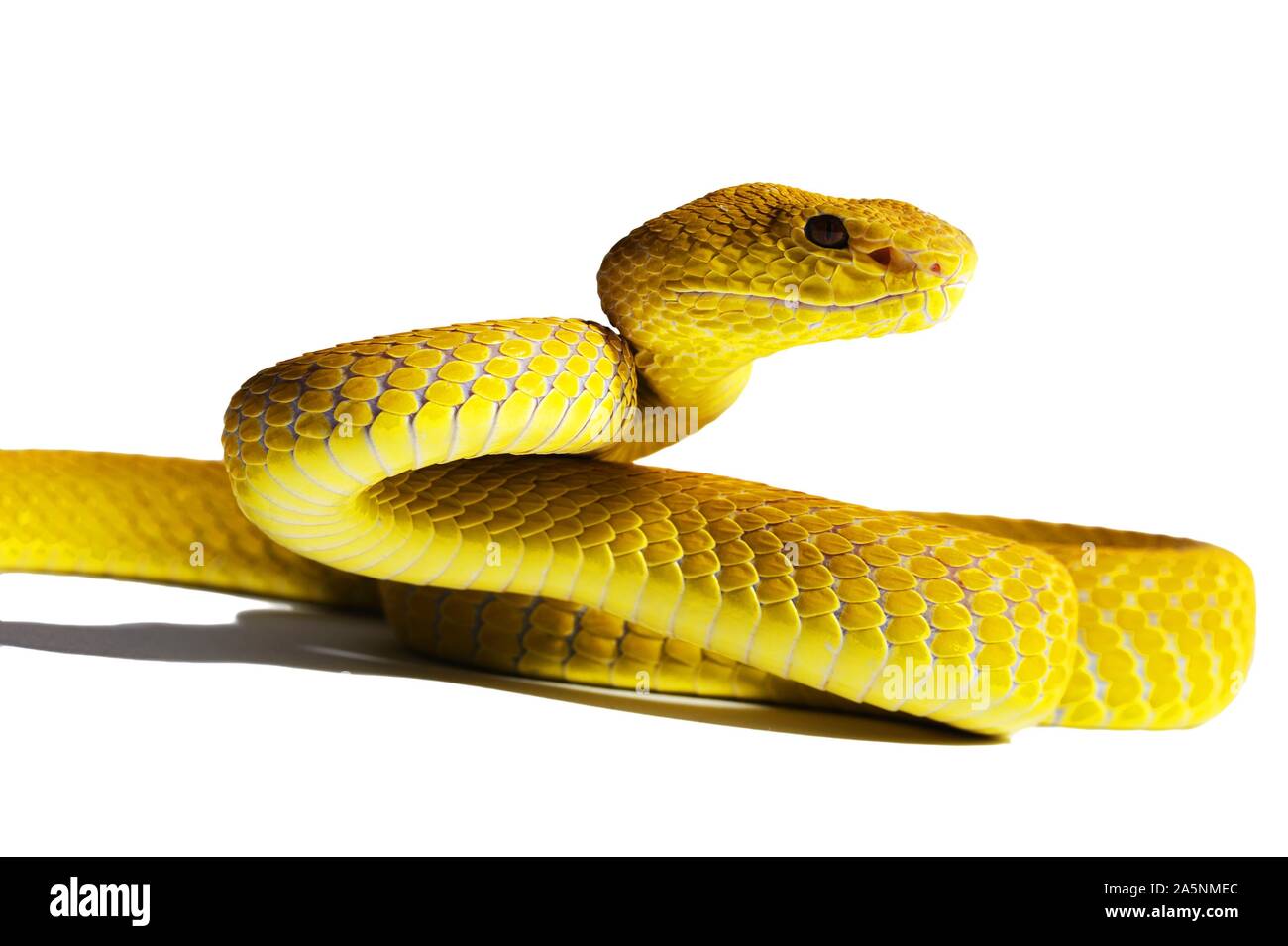 Weiß-lippigen Insel Bambusotter Cryptelytrops insularis (= Ein älterer Name) Indonesien Gefangenschaft Stockfoto