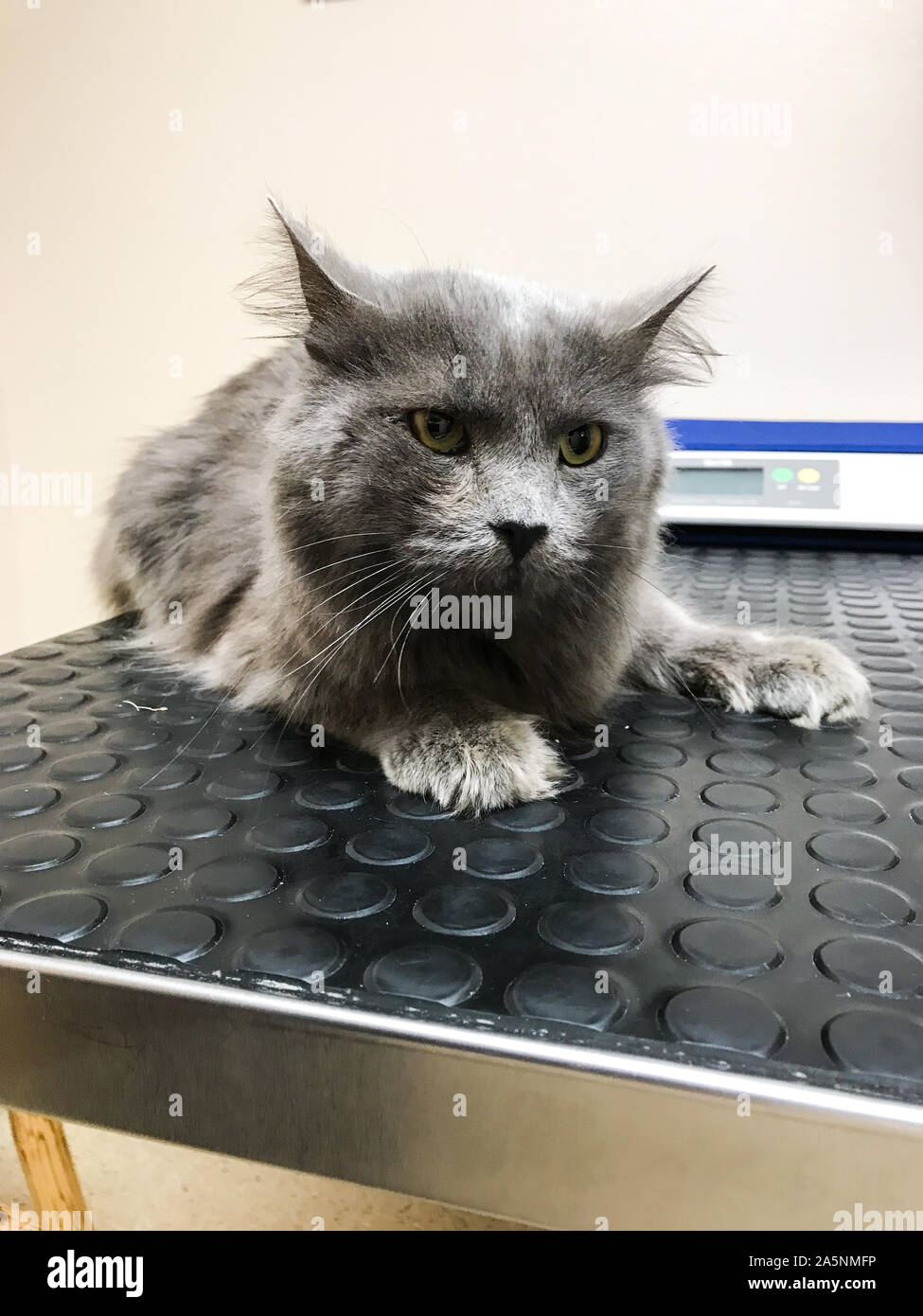 Katze mit feline Leukämie an der Vet. Stockfoto