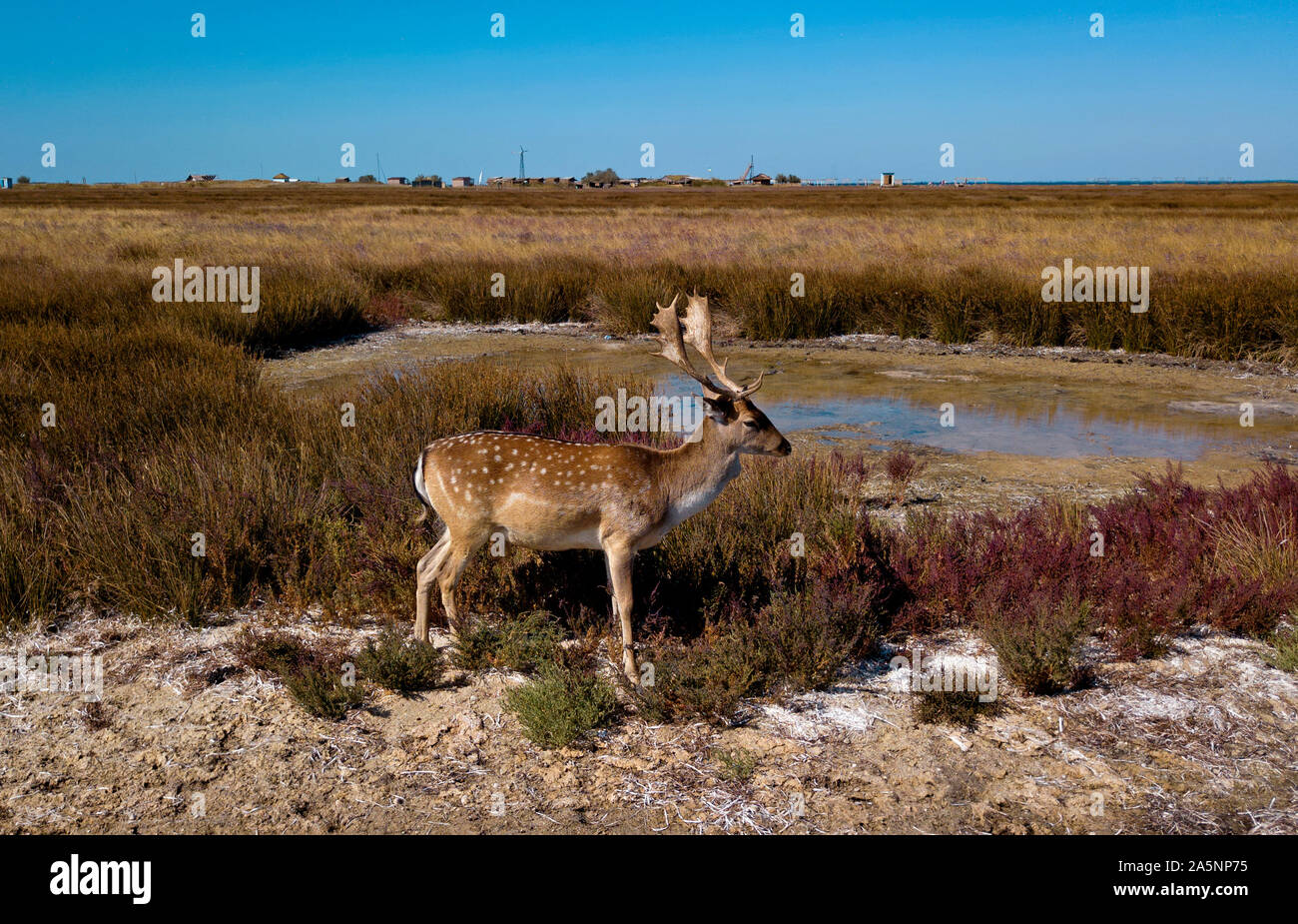 Sika Hirsche im Herbst Steppe, Herde von Rehen im Herbst steppe Antenne, Luftaufnahme der Hirsche in freier Wildbahn Stockfoto