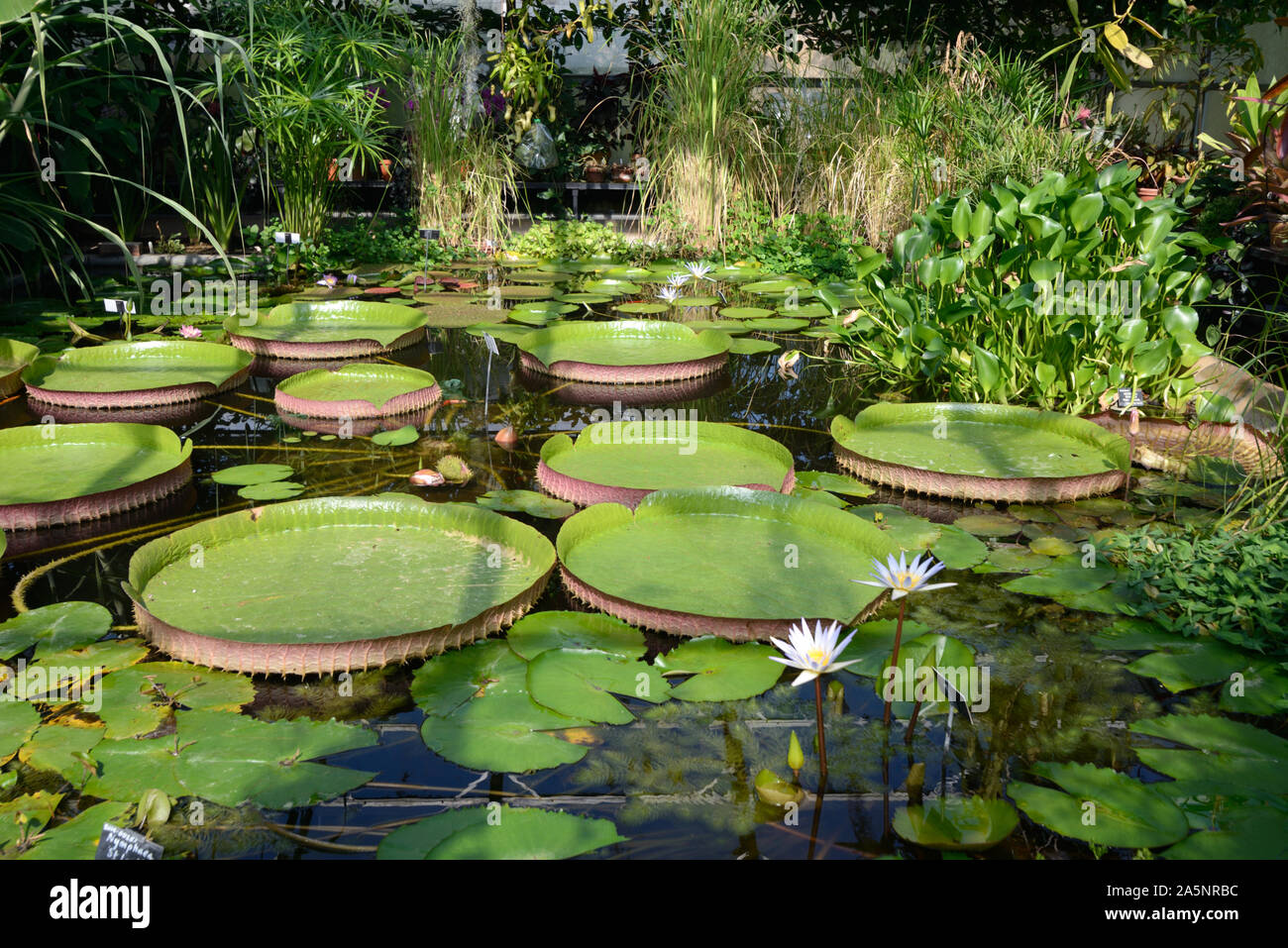 Schwimmende Blätter von Königin Victoria Seerosen, Victoria amazonica, in tropischen Lily House oder Gewächshaus, Universität Oxford Botanic Garden Oxford Stockfoto