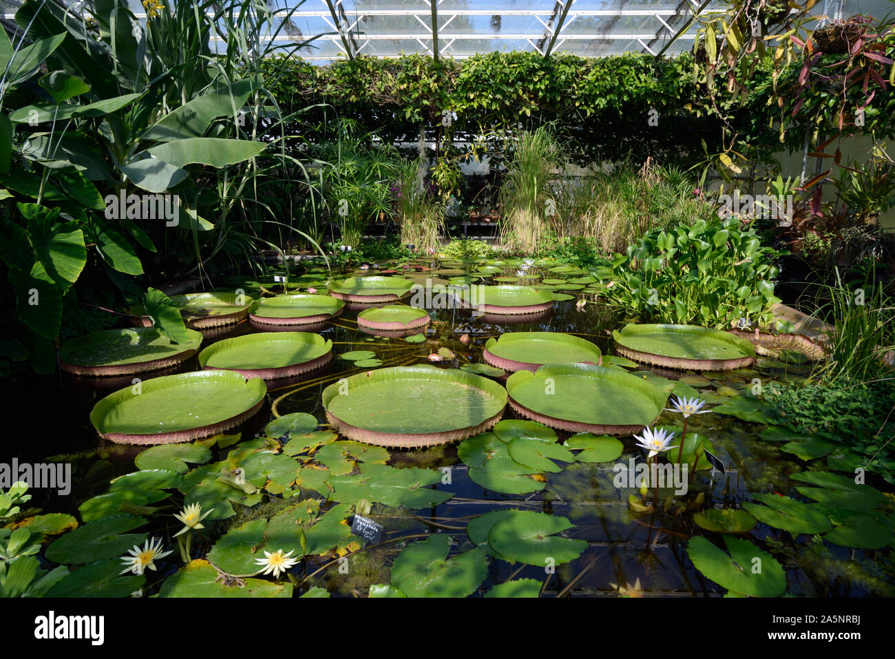 Schwimmende Blätter von Königin Victoria Seerosen, Victoria amazonica, in tropischen Lily House oder Gewächshaus, Universität Oxford Botanic Garden Oxford Stockfoto