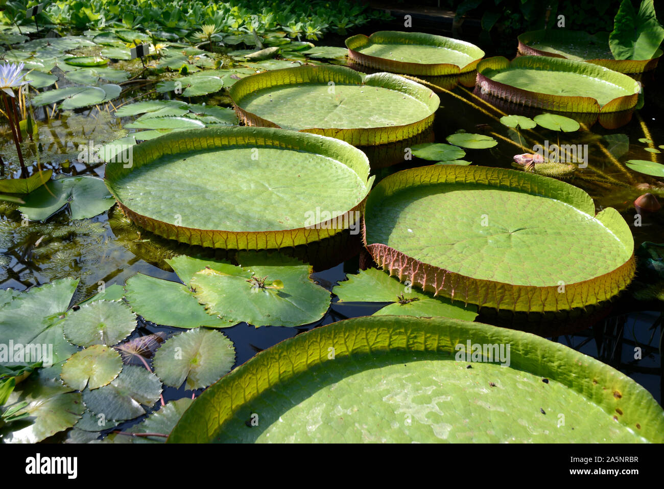 Schwimmende Blätter von Königin Victoria Seerosen, Victoria amazonica, in tropischen Lily House oder Gewächshaus, Universität Oxford Botanic Garden Oxford Stockfoto