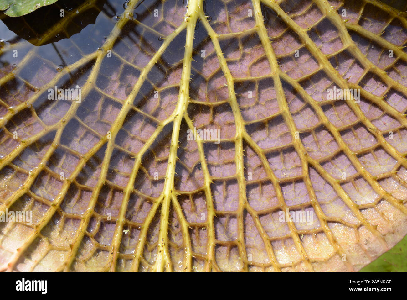 Venen & Unterseite Blatt Struktur der riesigen Blatt von Königin Victoria Seerose, die an der Universität von Oxford Botanic Garden Oxford England Stockfoto