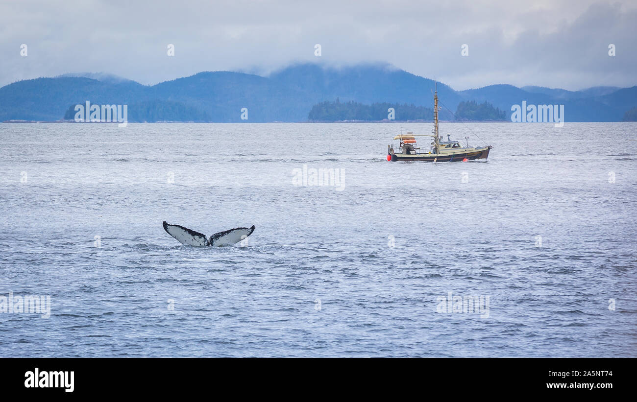 Hump zurück Wale tauchen sich vor einem kleinen Fischerboot, Westküste in der Nähe von Prince Rupert, Kanada Stockfoto