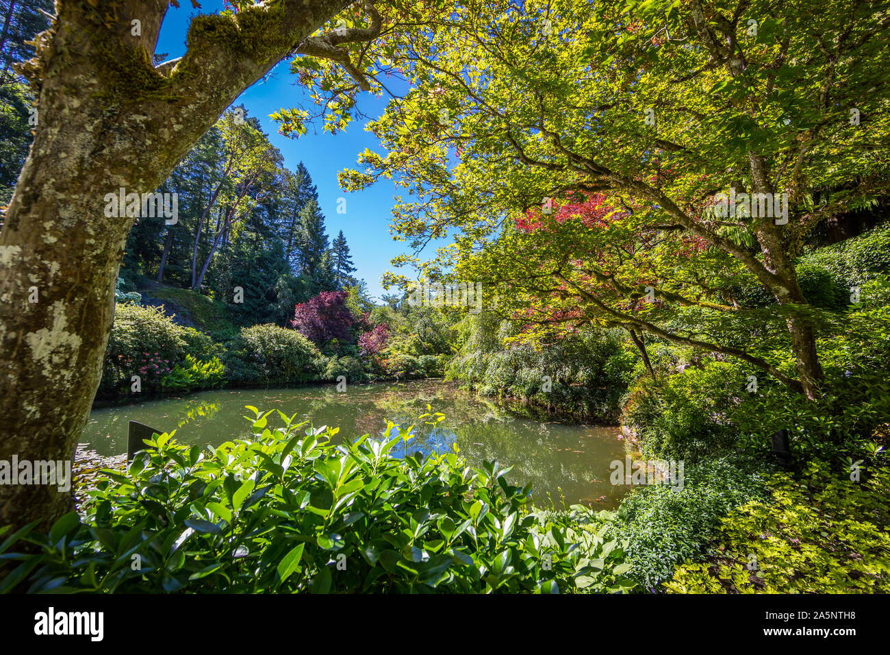 Die Butchart Gärten in Victoria, Vancouver Island, Kanada im Sommer. Anzeigen eines ausgeblendeten Teich mit Blumen und Bäumen des historischen Garten. Stockfoto