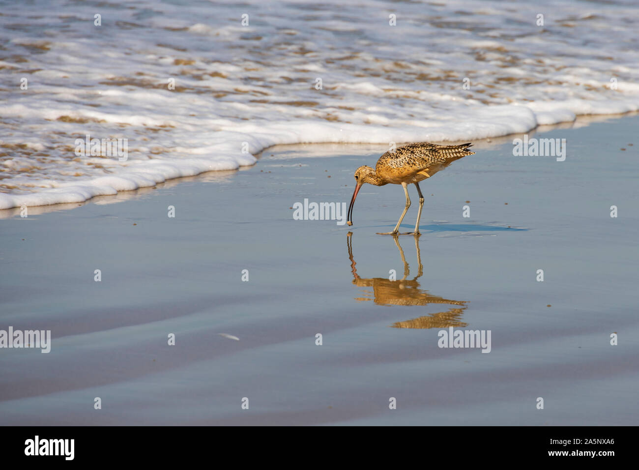 Amerikanische lange Billed Curlew, Numenius americanus, Santa Monica Beach, Kalifornien, Vereinigte Staaten von Amerika. USA. Oktober 2019 Stockfoto