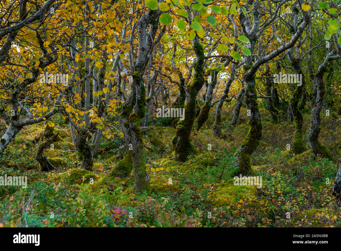 Geheimnis Wald, alte Bäume in einem kleinen Wald in der Nähe von berühmten Berg Torghatten, Helgeland, Norden Norwegens. Herbst 2019 Stockfoto