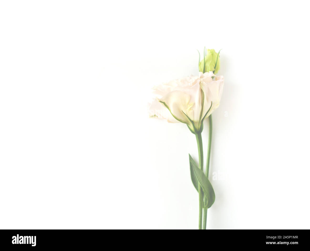 Wunderschöne weiße Blüte (eustoma Lisianthus) in voller Blüte mit grünen Blättern. Stockfoto