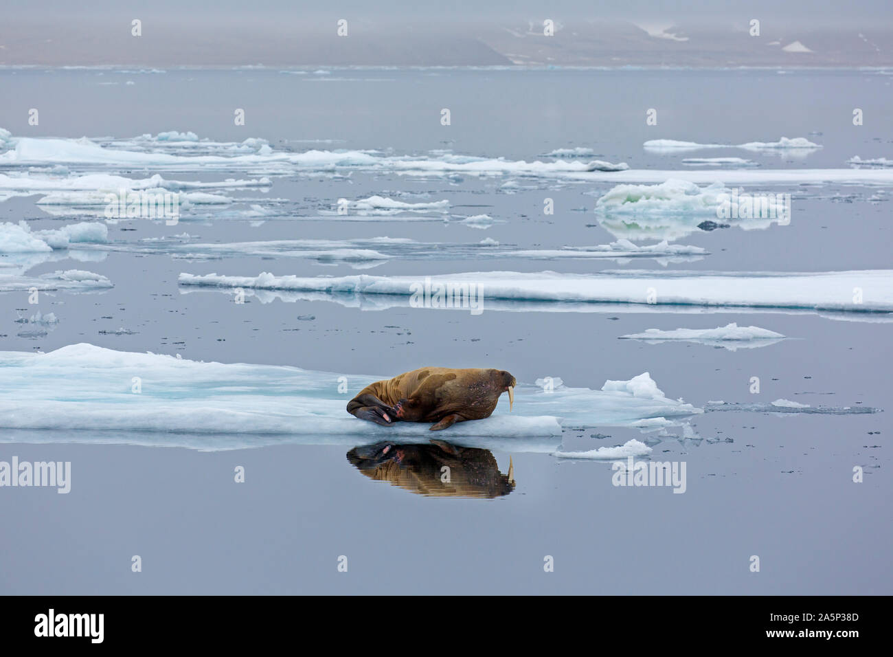 Walross (Odobenus rosmarus) ruht auf Eisscholle im arktischen Ozean auf Svalbard/Spitzbergen, Norwegen Stockfoto