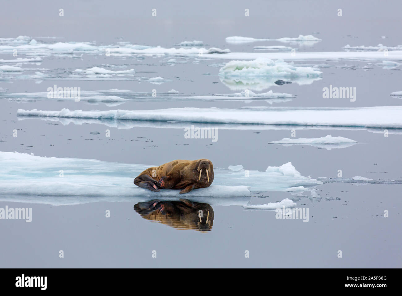 Walross (Odobenus rosmarus) ruht auf Eisscholle im arktischen Ozean auf Svalbard/Spitzbergen, Norwegen Stockfoto
