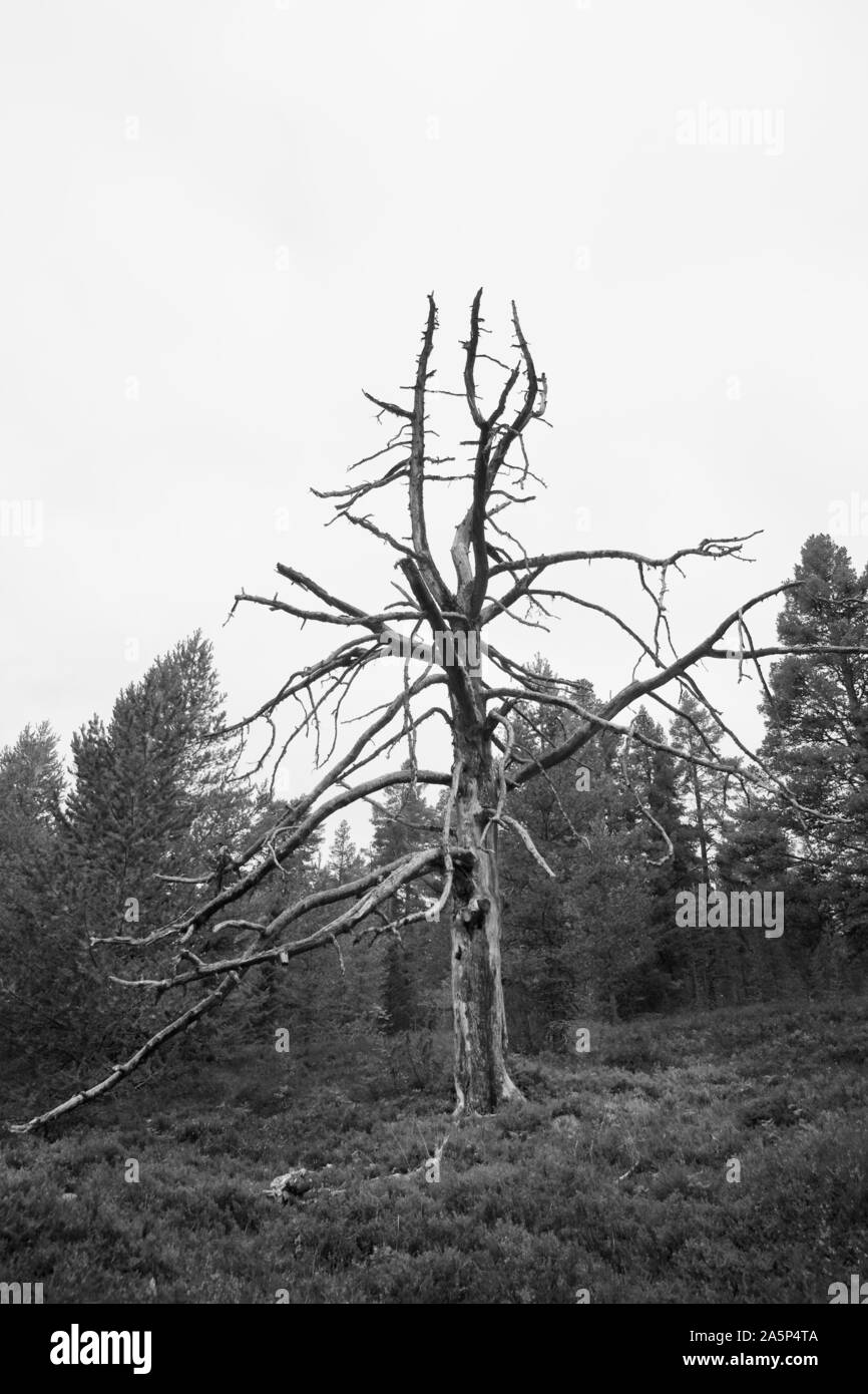 Toter Baum Stockfoto