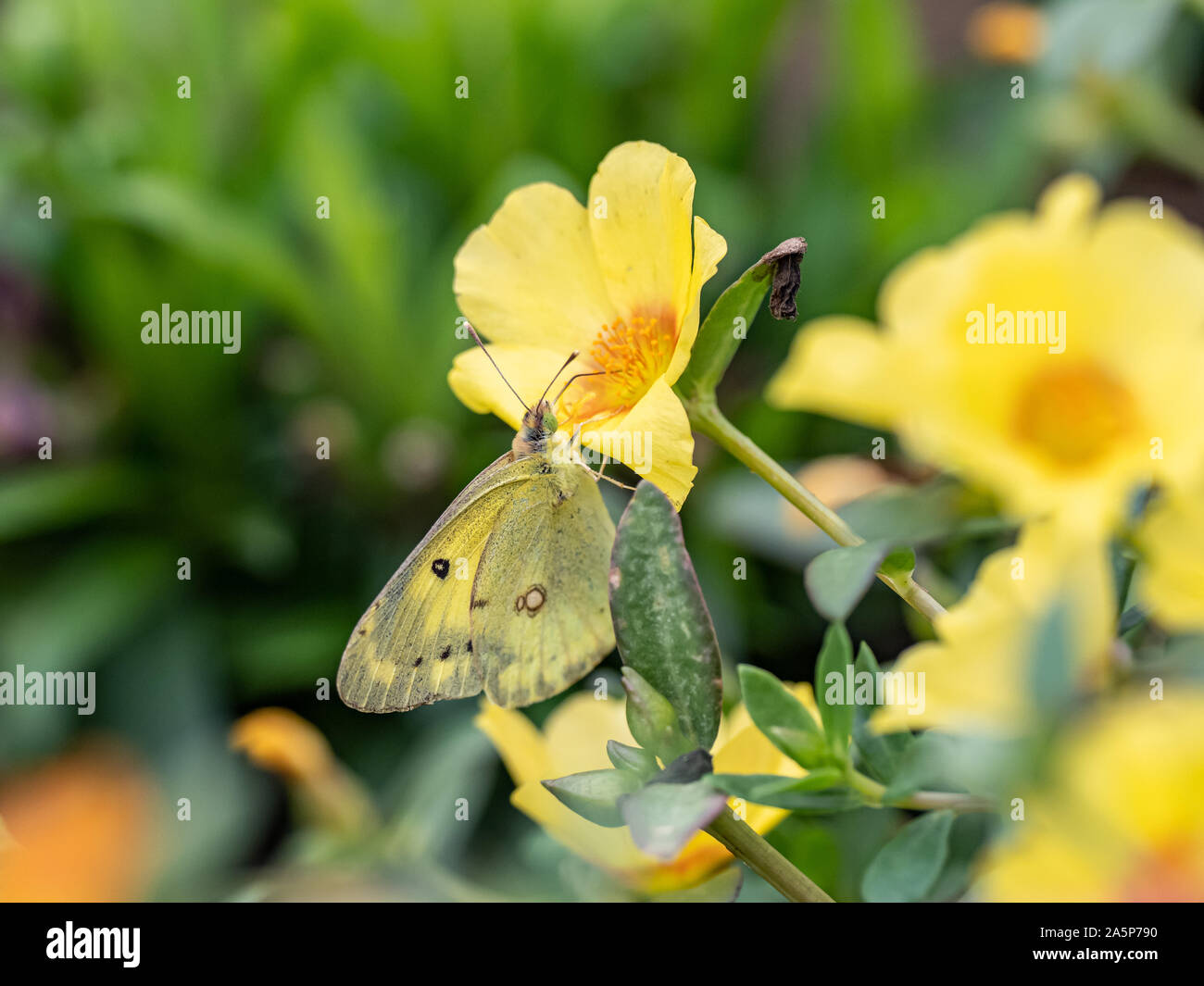 Eine östliche Blass gelben Schmetterling getrübt, Colias erate oder Colias poliographus, Feeds von Blumen in einem Garten in Tachikawa, Japan. Stockfoto