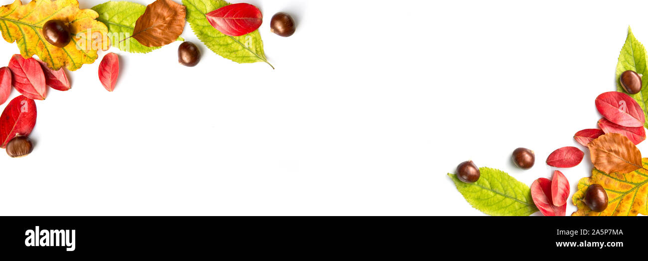 Bunte Herbstliche Blätter und Muttern auf weißem Hintergrund mit Panoramablick Platz kopieren. Herbst Web Banner Stockfoto