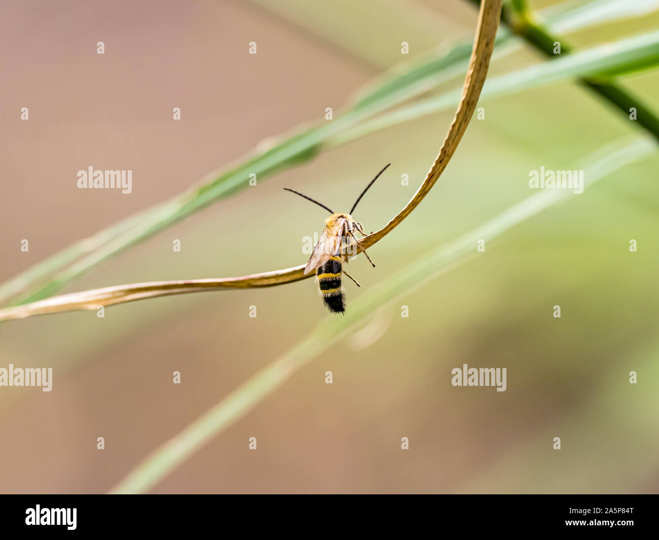 Eine Art von Lasioglossum Schweiß Biene, wahrscheinlich Lasioglossum japonicum, klammert sich an einen kleinen Rebe in einem japanischen Park. Stockfoto