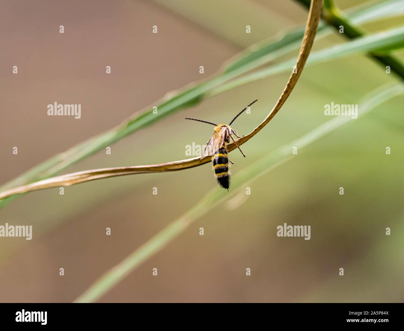 Eine Art von Lasioglossum Schweiß Biene, wahrscheinlich Lasioglossum japonicum, klammert sich an einen kleinen Rebe in einem japanischen Park. Stockfoto