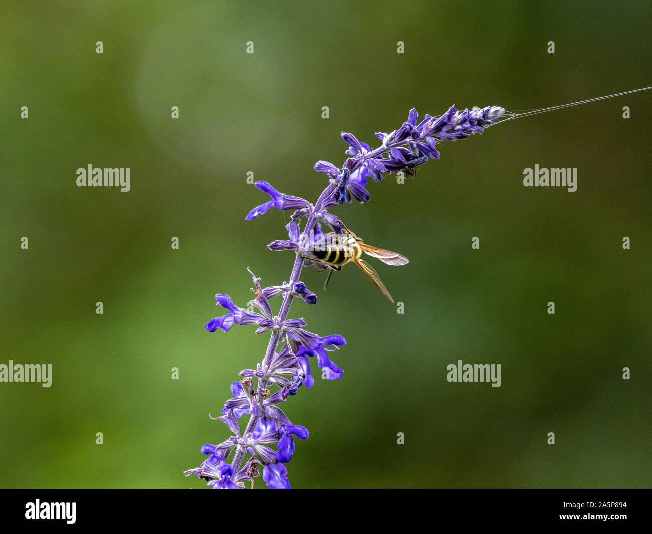 Eine Art von Lasioglossum Schweiß Biene, wahrscheinlich Lasioglossum japonicum, ernährt sich von Nektar von Purple Sage Blumen in einem japanischen Garten. Stockfoto