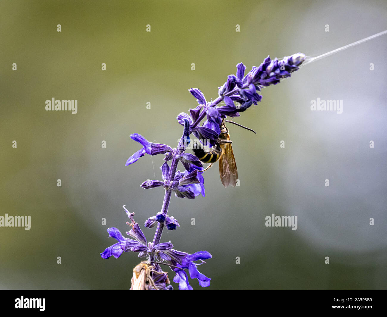 Eine Art von Lasioglossum Schweiß Biene, wahrscheinlich Lasioglossum japonicum, ernährt sich von Nektar von Purple Sage Blumen in einem japanischen Garten. Stockfoto