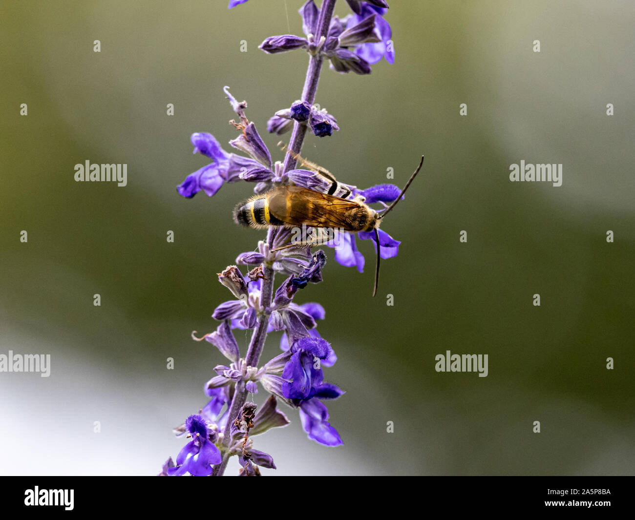 Eine Art von Lasioglossum Schweiß Biene, wahrscheinlich Lasioglossum japonicum, ernährt sich von Nektar von Purple Sage Blumen in einem japanischen Garten. Stockfoto