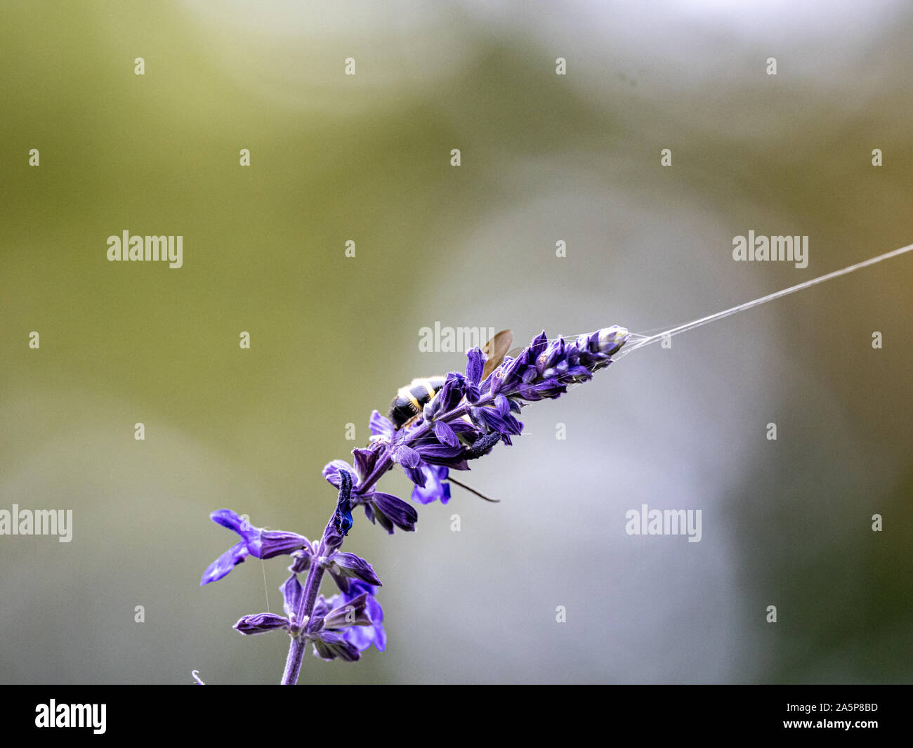Eine Art von Lasioglossum Schweiß Biene, wahrscheinlich Lasioglossum japonicum, ernährt sich von Nektar von Purple Sage Blumen in einem japanischen Garten. Stockfoto
