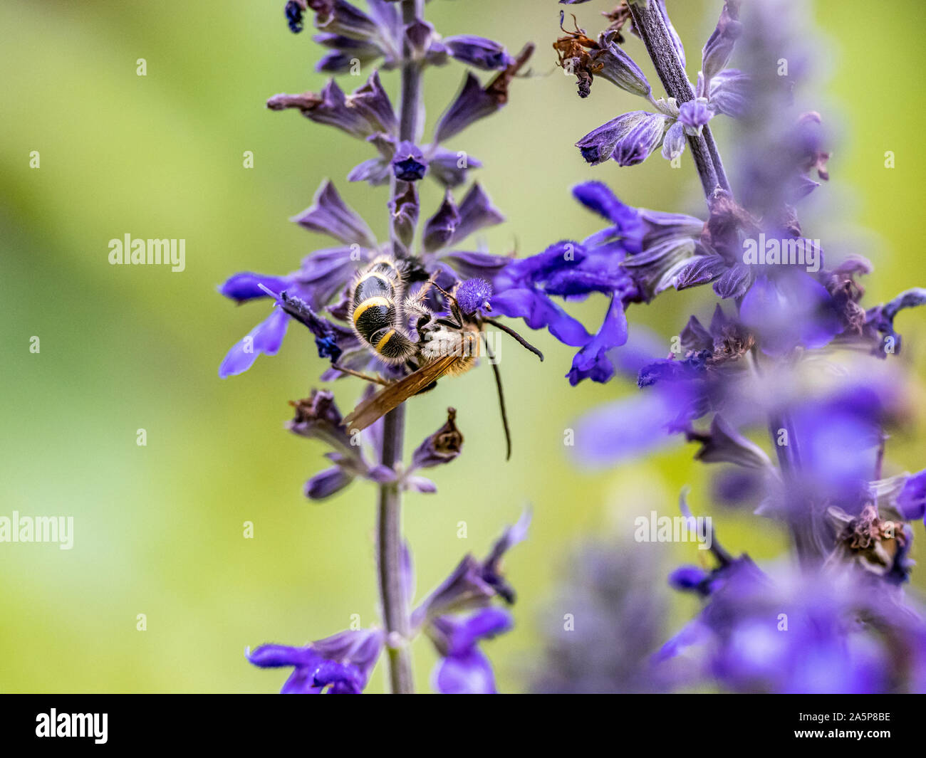 Eine Art von Lasioglossum Schweiß Biene, wahrscheinlich Lasioglossum japonicum, ernährt sich von Nektar von Purple Sage Blumen in einem japanischen Garten. Stockfoto