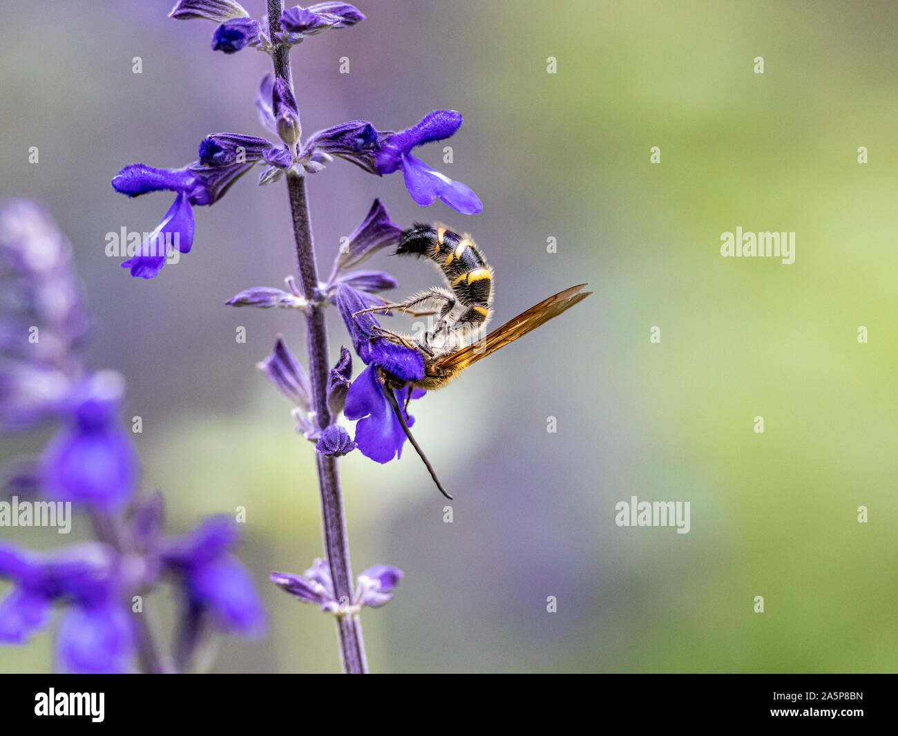 Eine Art von Lasioglossum Schweiß Biene, wahrscheinlich Lasioglossum japonicum, ernährt sich von Nektar von Purple Sage Blumen in einem japanischen Garten. Stockfoto