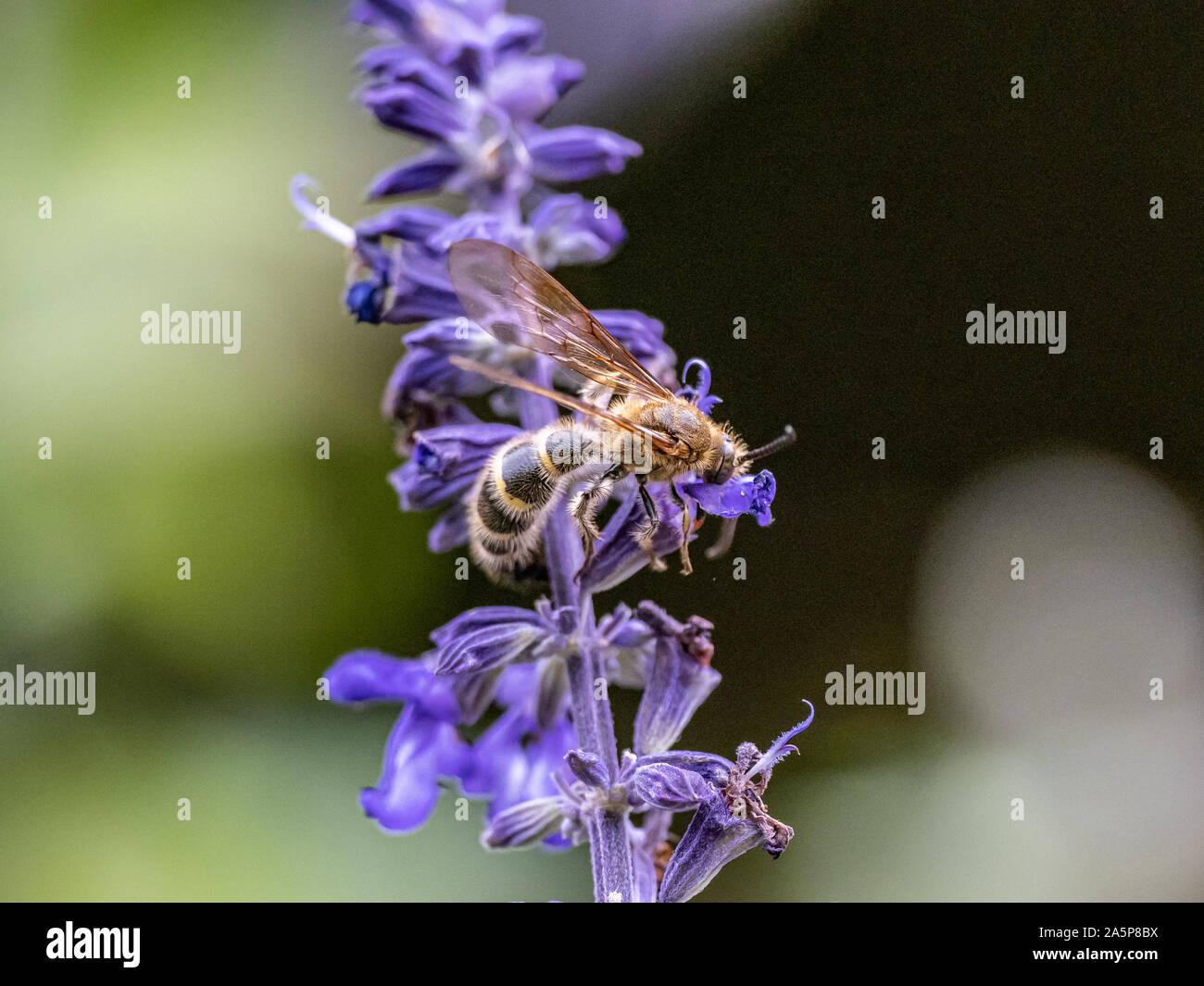 Eine Art von Lasioglossum Schweiß Biene, wahrscheinlich Lasioglossum japonicum, ernährt sich von Nektar von Purple Sage Blumen in einem japanischen Garten. Stockfoto