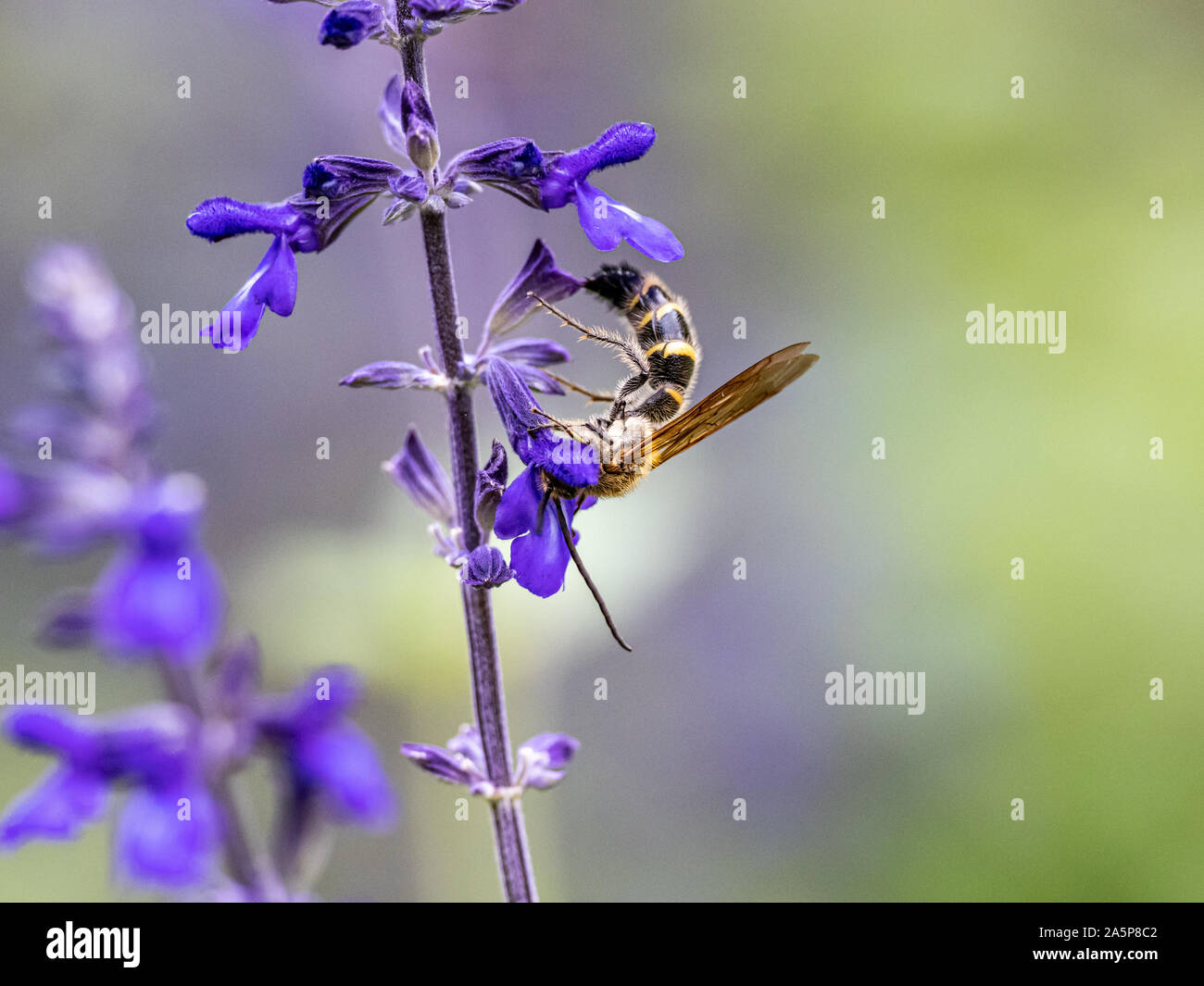 Eine Art von Lasioglossum Schweiß Biene, wahrscheinlich Lasioglossum japonicum, ernährt sich von Nektar von Purple Sage Blumen in einem japanischen Garten. Stockfoto