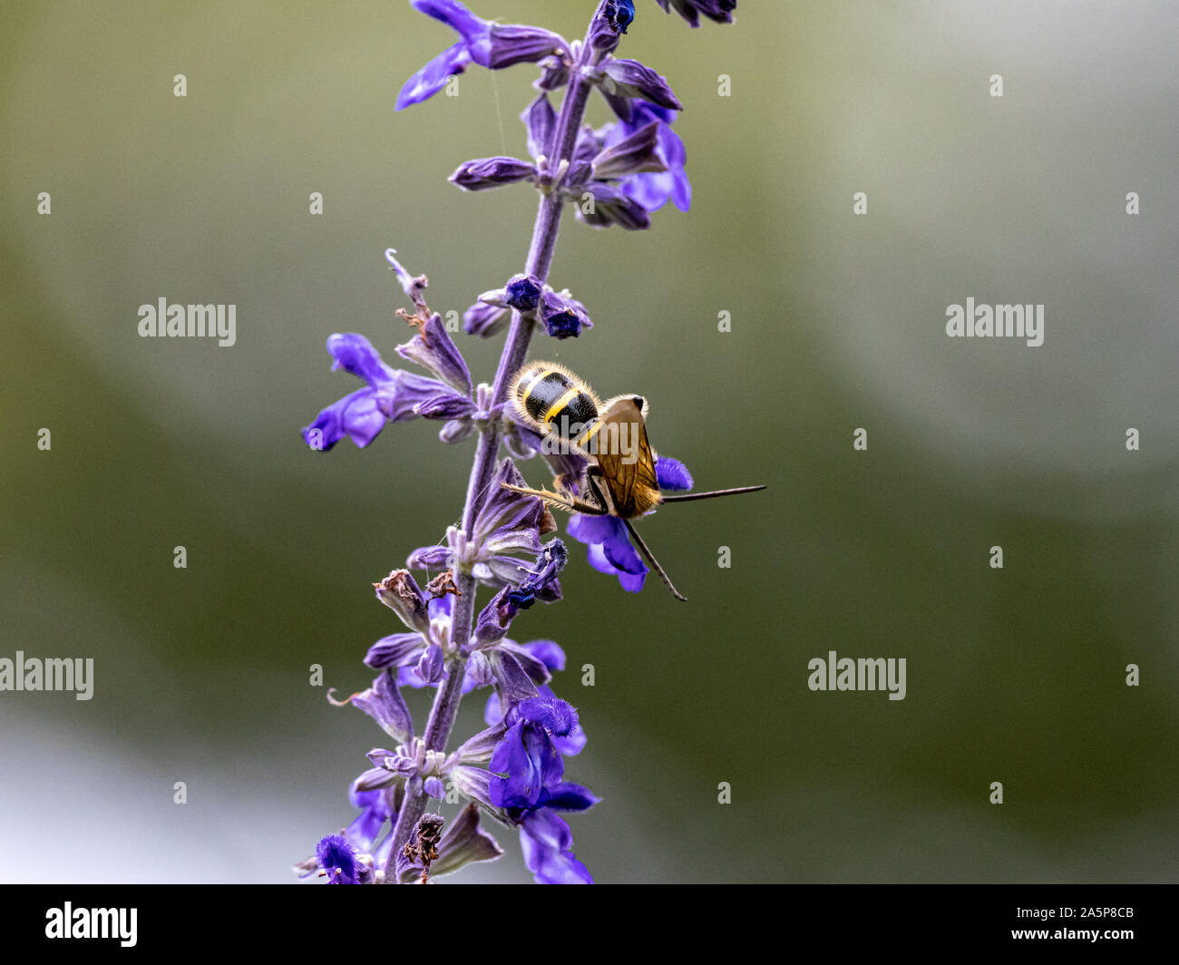 Eine Art von Lasioglossum Schweiß Biene, wahrscheinlich Lasioglossum japonicum, ernährt sich von Nektar von Purple Sage Blumen in einem japanischen Garten. Stockfoto