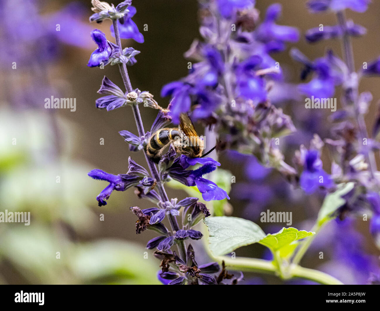 Eine Art von Lasioglossum Schweiß Biene, wahrscheinlich Lasioglossum japonicum, ernährt sich von Nektar von Purple Sage Blumen in einem japanischen Garten. Stockfoto