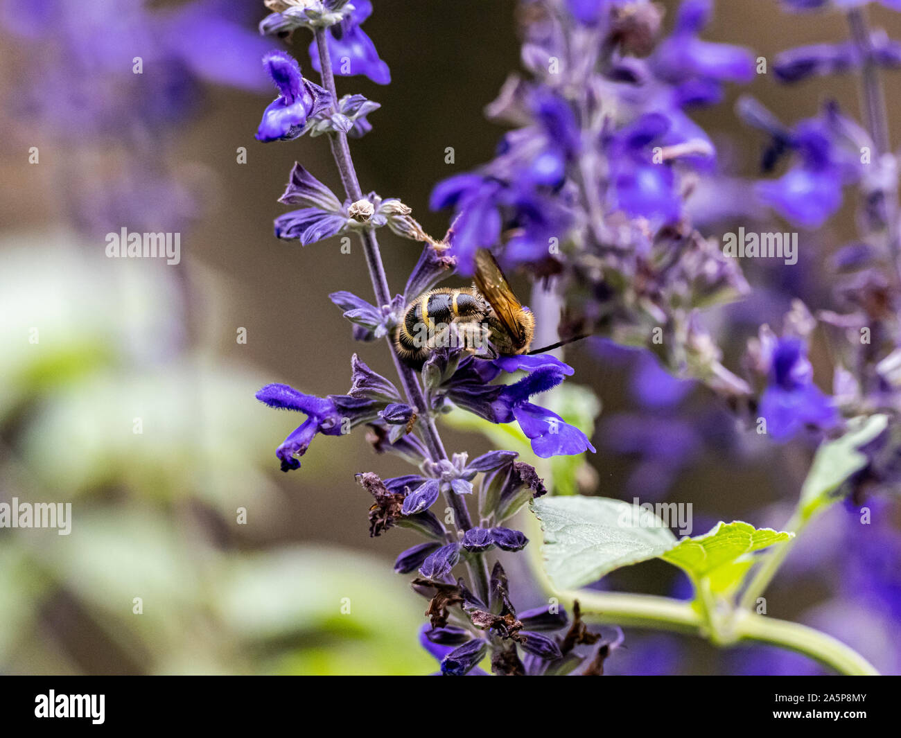 Eine Art von Lasioglossum Schweiß Biene, wahrscheinlich Lasioglossum japonicum, ernährt sich von Nektar von Purple Sage Blumen in einem japanischen Garten. Stockfoto