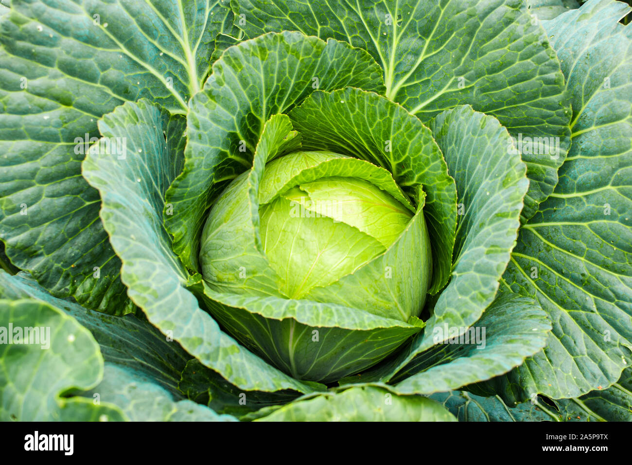 Kohl wachsen in home Gemüsegarten. Frischer Kohl. Stockfoto