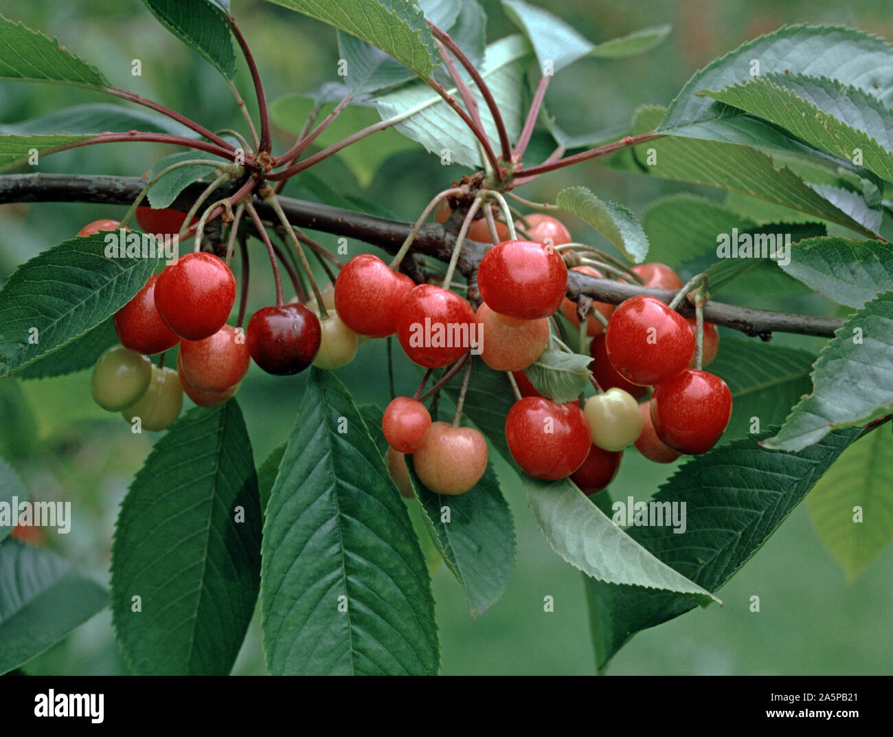 Merton Favorit Kirschen an den Bäumen an der Ernte Zeit der Reifung, Oxfordshire Stockfoto