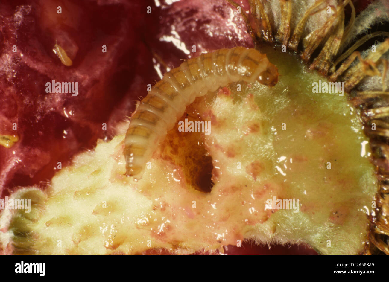 Himbeere Käfer (Byturus Tomentosus) Larve, grub in beschädigten raspebbery Obst Stockfoto