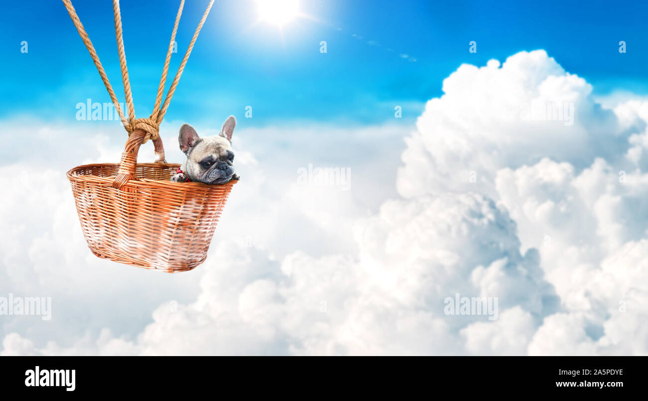 Pug in einem Korb von einem Ballon fliegen über den Wolken statt. Stockfoto