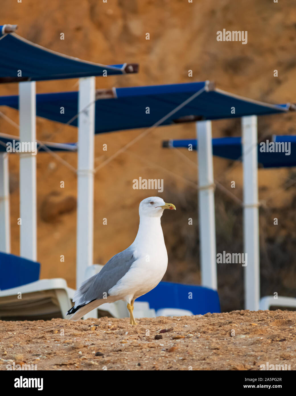 Eine große Möwe stehen zwischen den Frames der Sonnenliegen am Strand von Falesia an der Algarve an der Südküste von Portugal Stockfoto