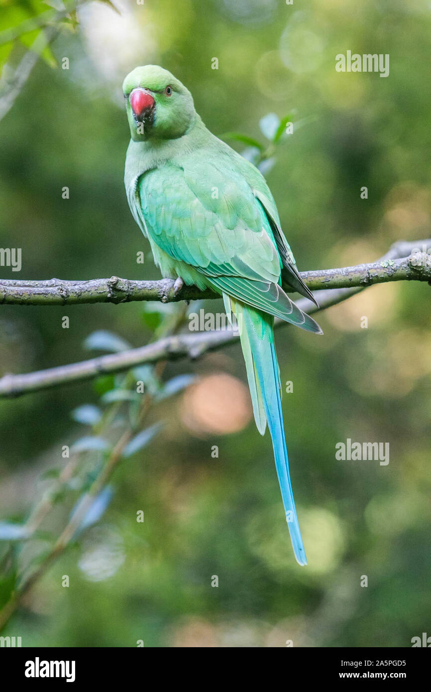 London, UK, 22. Oktober 2019. Ein Sittich thront auf einem Baum in den Hyde Park. Sittich sind nicht heimischer Arten, die in den südlichen Teilen von England Credit verbreitet haben: Amer ghazzal/Alamy leben Nachrichten Stockfoto