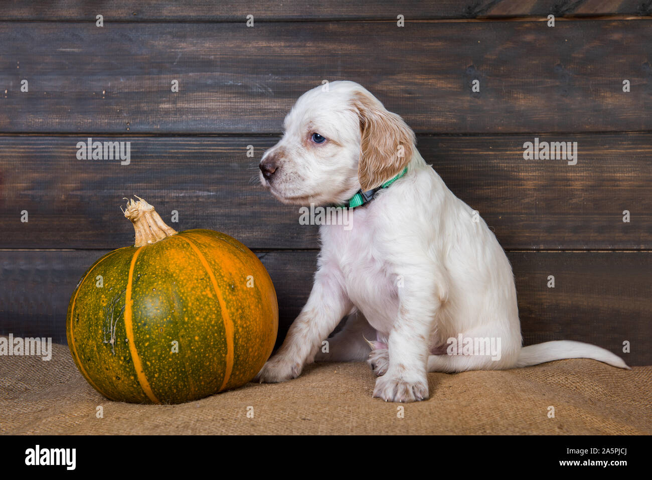 Cute funny white English Setter Welpen und orange kleine Kürbis, halloween Card Stockfoto