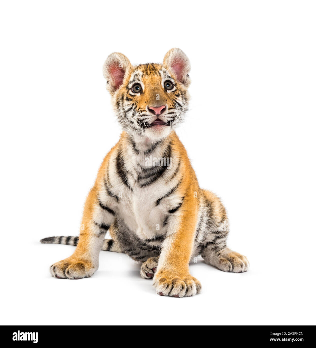 Zwei Monate alten Tiger Cub vor weißem Hintergrund sitzen Stockfoto