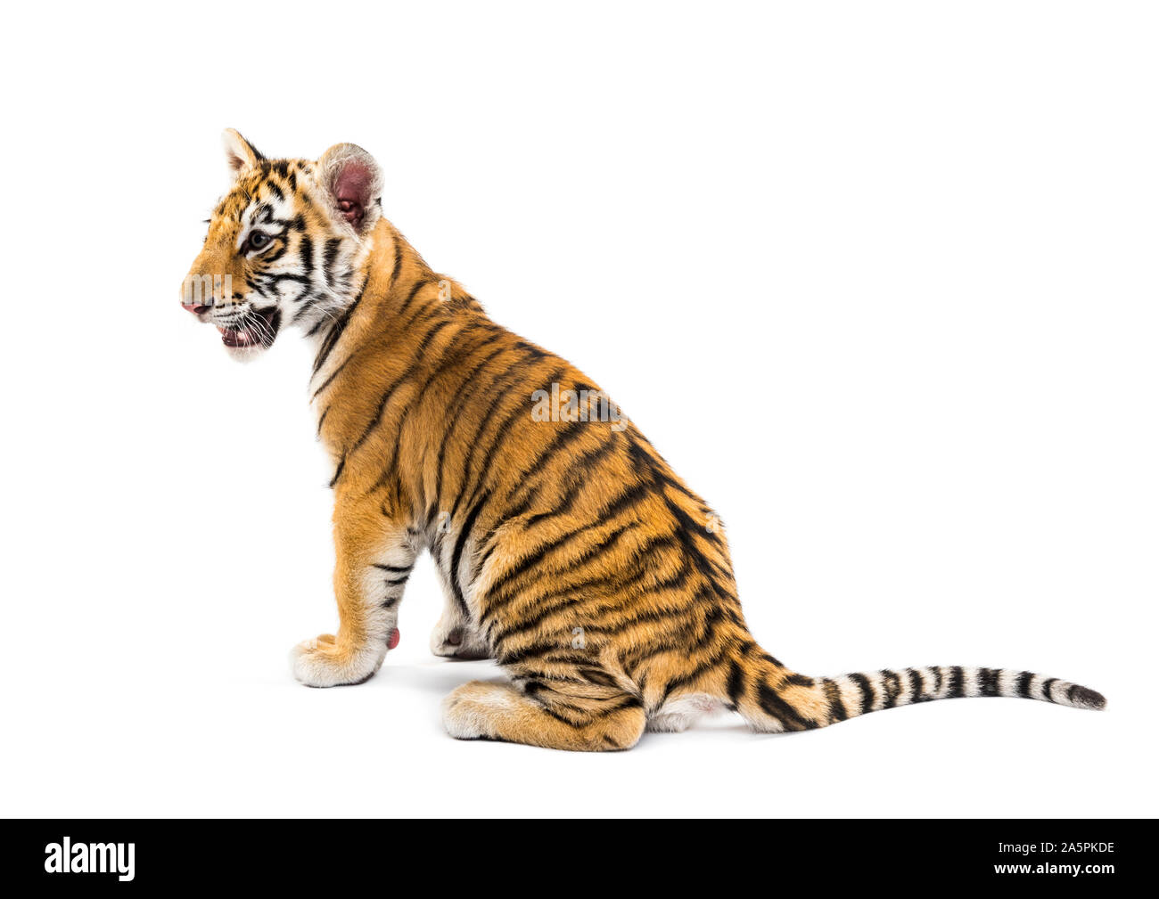 Zwei Monate alten Tiger Cub vor weißem Hintergrund sitzen Stockfoto