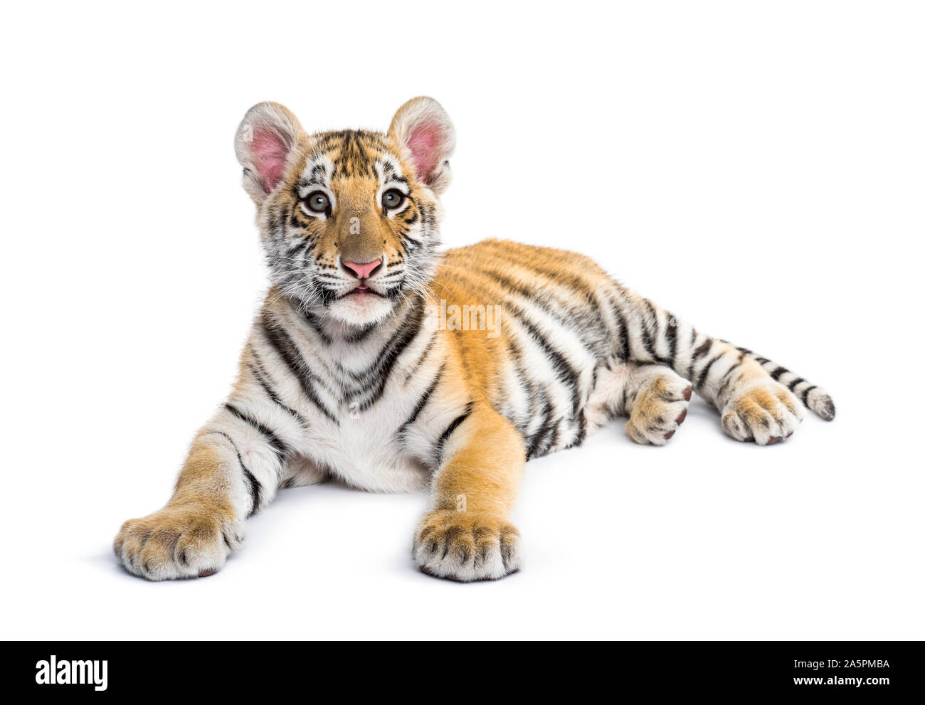 Zwei Monate alten Tiger Cub vor weißem Hintergrund liegend Stockfoto