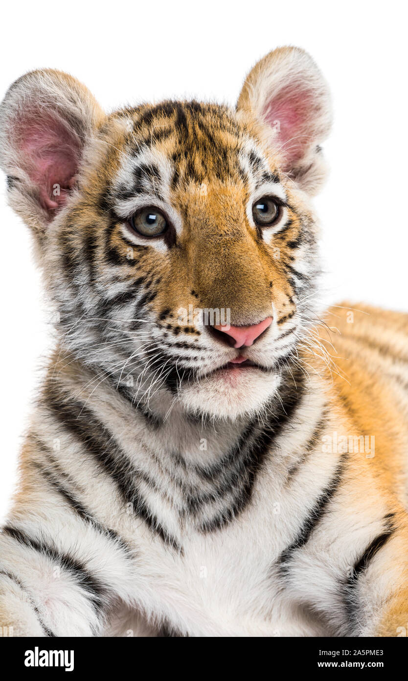 Close-up auf einem 2 Monate alten Tiger Cub vor weißem Hintergrund Stockfoto