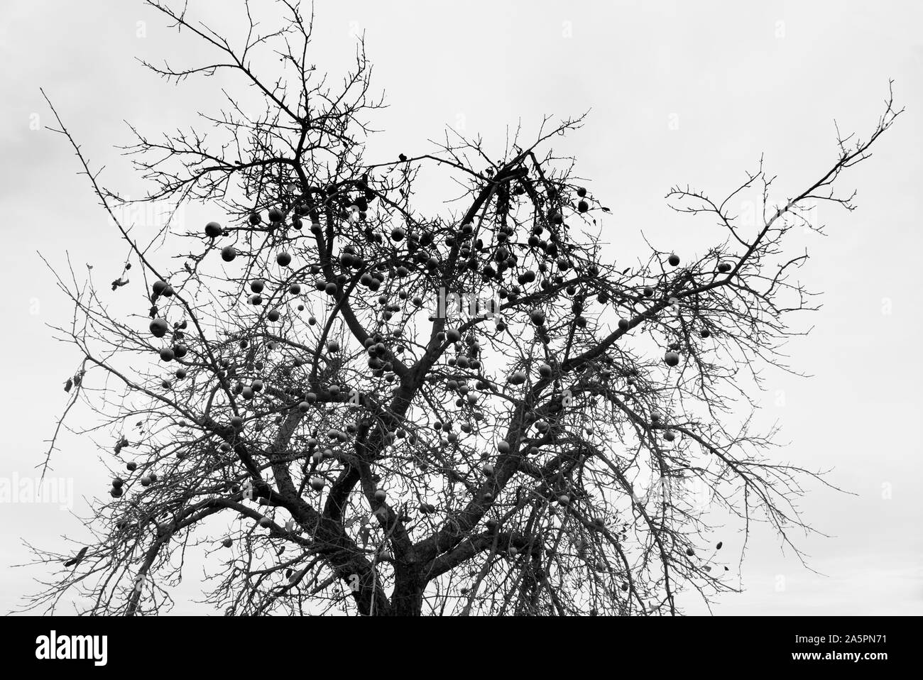 Apple Tree im Dezember, Oberweser, Weserbergland, Nordrhein-Westfalen, Hessen, Deutschland Stockfoto
