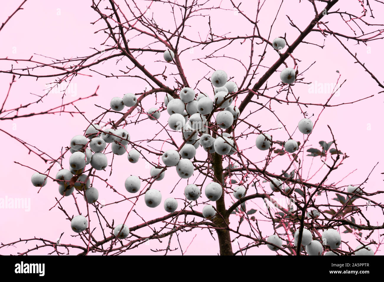 Apple Tree im Dezember, Oberweser, Weserbergland, Nordrhein-Westfalen, Hessen, Deutschland Stockfoto