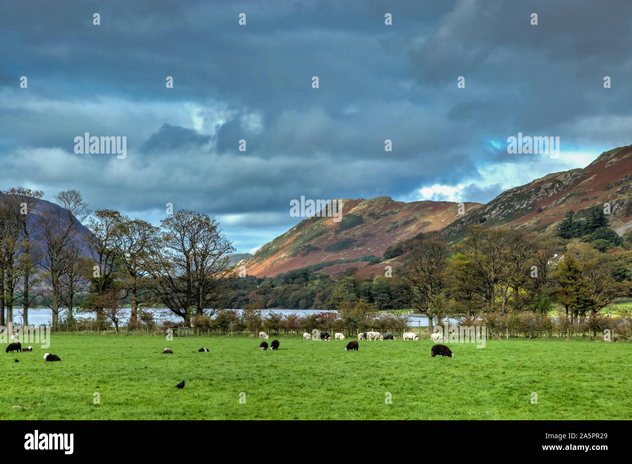 Pastorale Szene an Buttermere im englischen Lake District Stockfoto