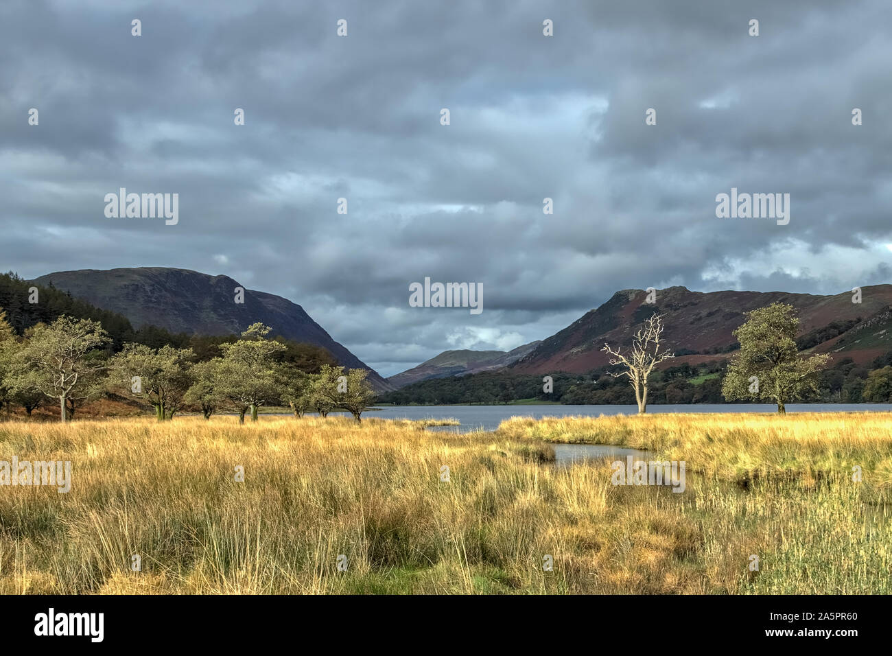 Buttermere Bäume im englischen Lake District. Stockfoto