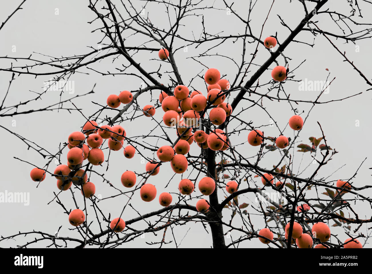 Apple Tree im Dezember, Oberweser, Weserbergland, Nordrhein-Westfalen, Hessen, Deutschland Stockfoto