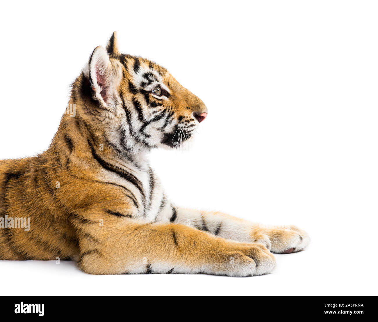 Zwei Monate alten Tiger Cub vor weißem Hintergrund liegend Stockfoto