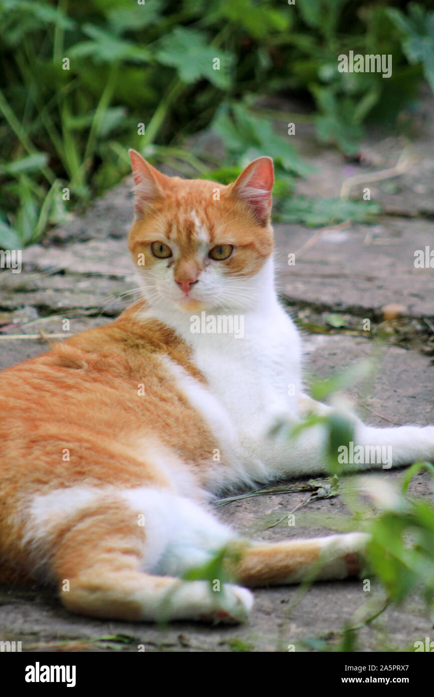 Portrait von niedlich und süß inländischen bunt verspielte Katze genießt in Spaß und Spiel, Erholung im schönen Garten an einem schönen Tag und Natur Umwelt. Stockfoto