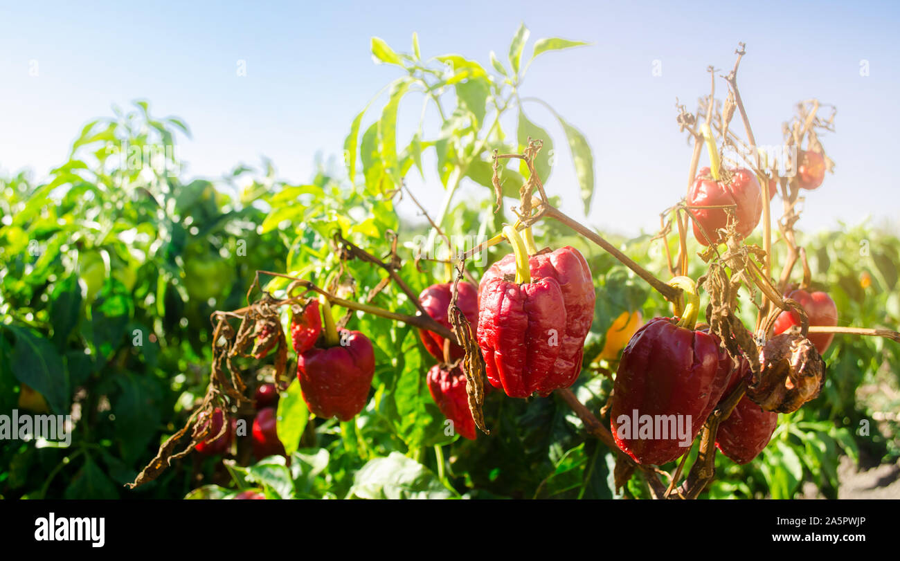 Trockene verwelkte Red Paprika wächst in das Feld ein. Pflanzliche Krankheit. Die globale Erwärmung und die schlechte Ernte. Agribusiness. Der agroindustrie. Wachsende organische Vegeta Stockfoto